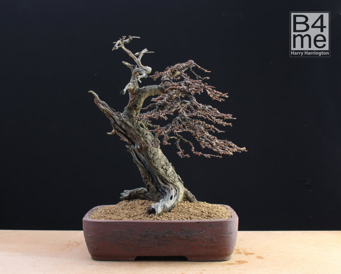 Larch bonsai